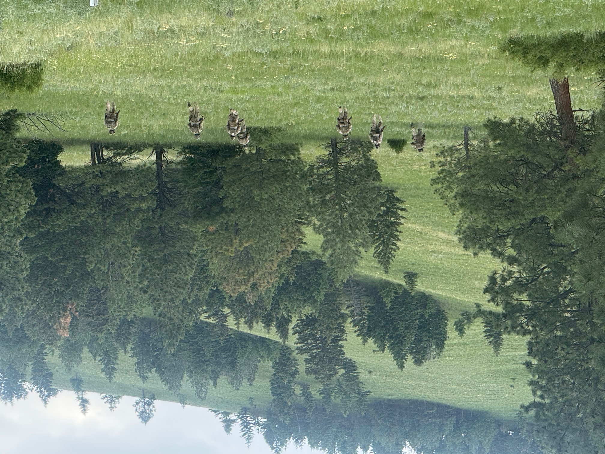 Military personnel in field formation during training exercise at First Services Group Montana ranch